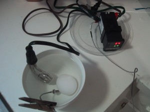 pid controller connected to an imersion heater in a bowl cooking an egg