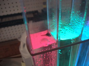 dead fly trapped in bubble display fluid tube
