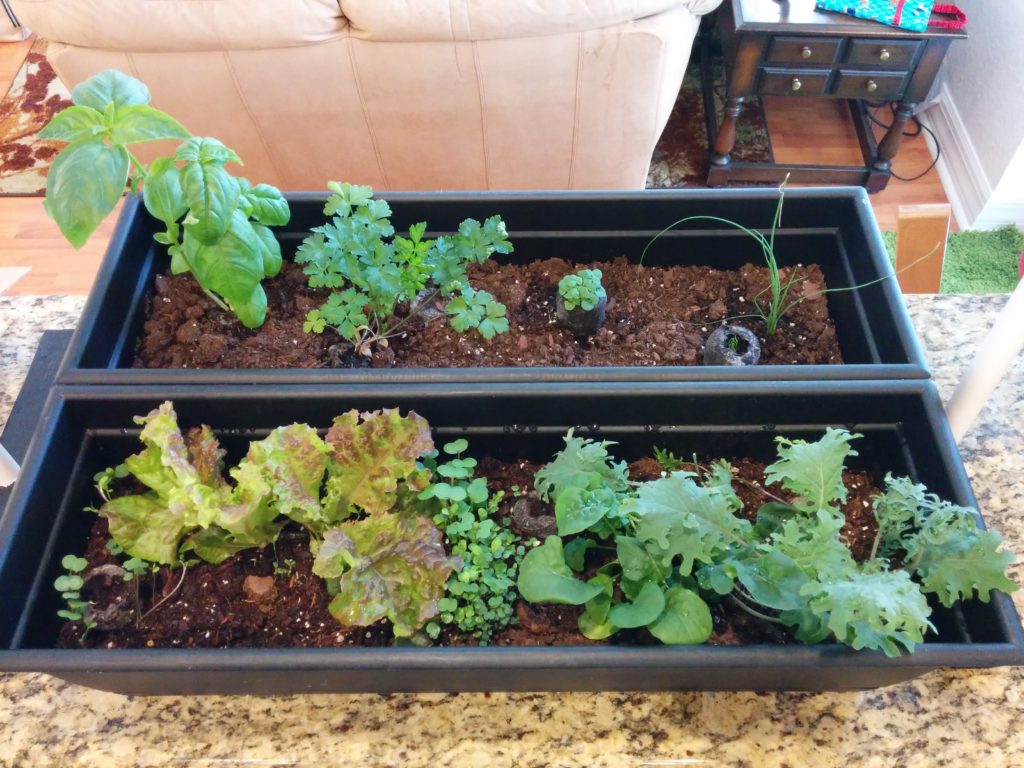 growing_plants
